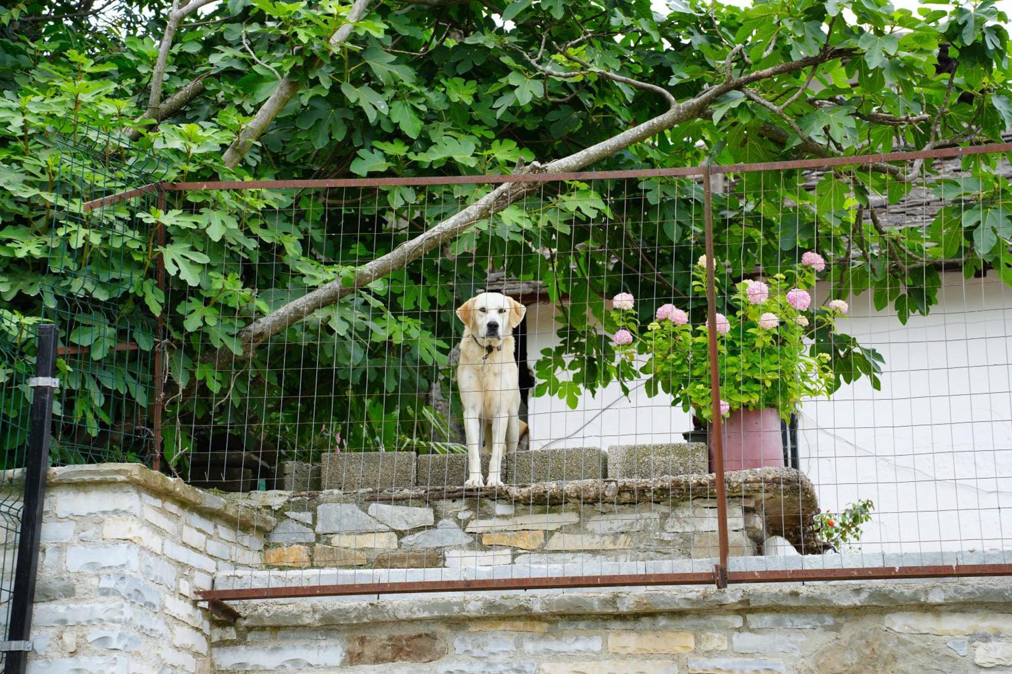 Castlefront Villa Gjirokastra Kültér fotó